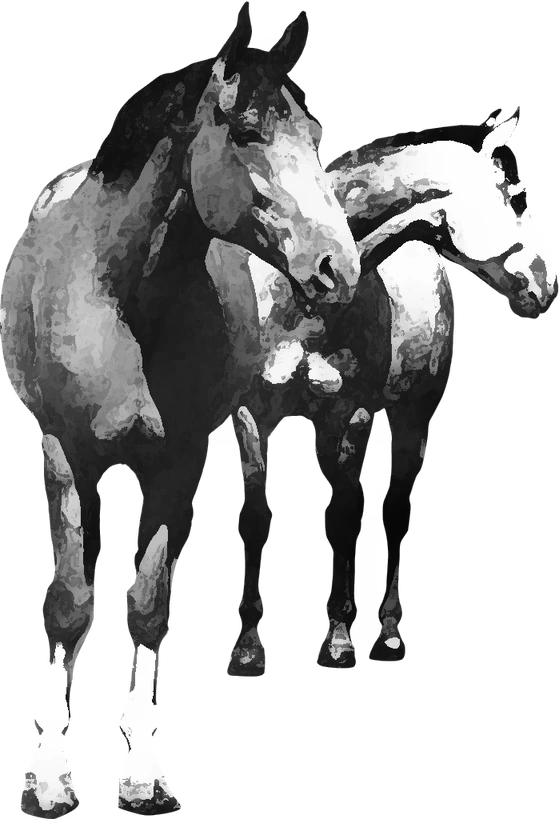 Centre équestre Les Poneys de Chastellus, Alba-la-Romaine — deux chevaux